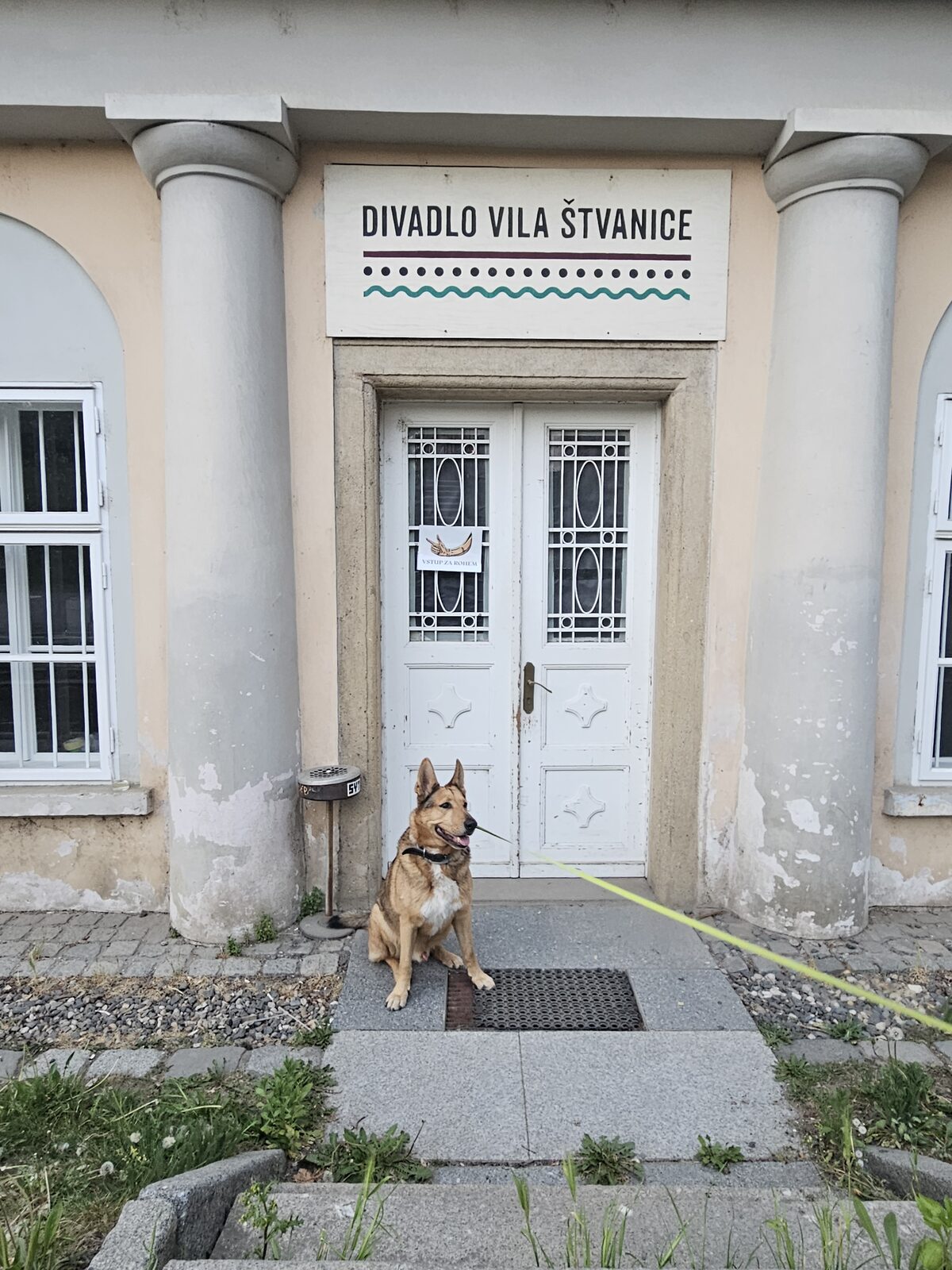 Pes před vchodem do Divadla VILA Štvanice
